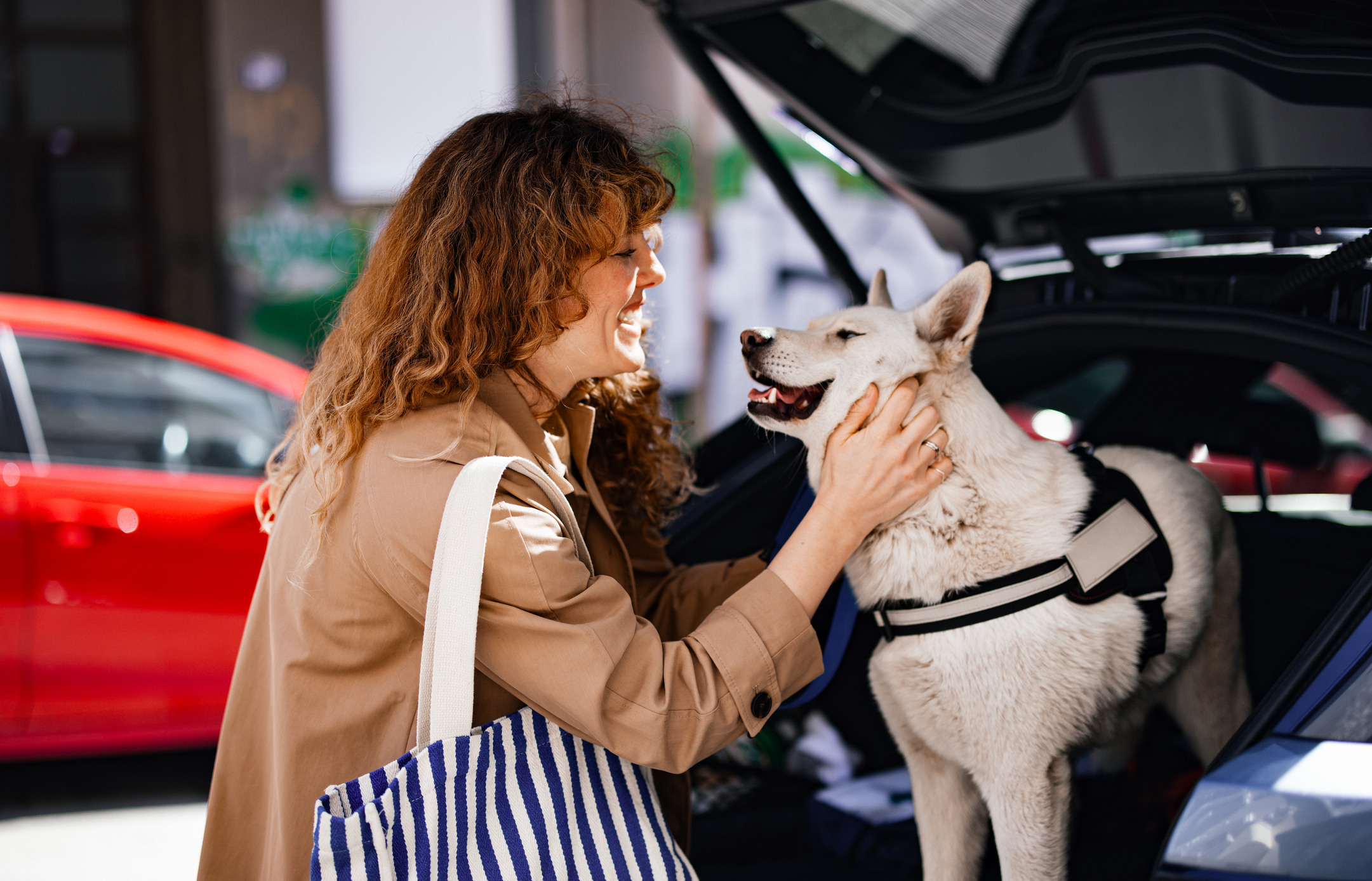 Customer greeting a dog in the back of a vehicle at a dealership