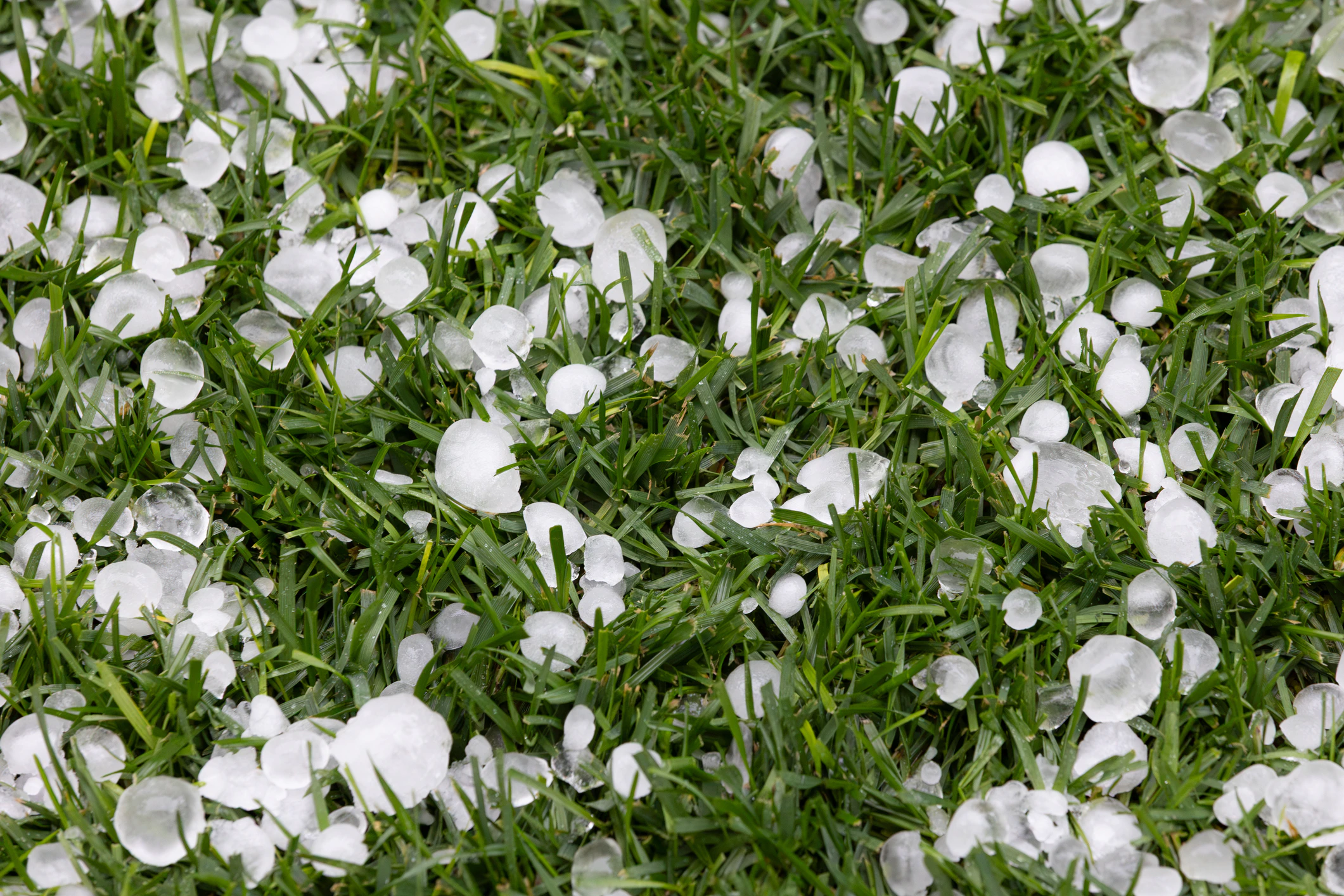 Rainy day with large hailstone pebbles scattered across green grass